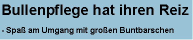 Textfeld: Bullenpflege hat ihren Reiz

- Spa am Umgang mit groen Buntbarschen 
