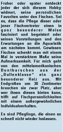 Textfeld: Frher oder spter entdeckt jeder der sich diesem Hobby widmet, seine persnlichen Favoriten unter den Fischen. Sei es, dass die Pflege dieser oder jener Fischvertreter einen in ganz besonderer Weise fasziniert und begeistert oder seinen Vorstellungen und den Erwartungen an die Aquaristik am nchsten kommt. Gewissen Fischen schenkt man mit einem Mal in verstrktem Mae seine Aufmerksamkeit. Fr mich geht von den mittelamerikanischen Buntbarschen aus der Bullenklasse ein ganz besonderer Reiz aus. Mit Endgren um 30 Zentimeter brauchen sie zwar Platz, aber wer ihnen diesen bieten kann, trifft auf Fischpersnlichkeiten mit einem auergewhnlichen Individualverhalten.Es sind Pfleglinge, die einen so schnell nicht wieder loslassen. 